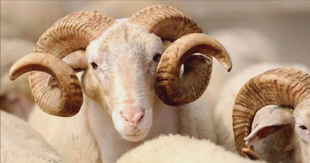 Kızılay, kurban vekaletini bekliyor