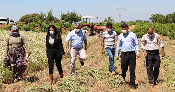 Çal Kaymakamı Selin Sarı, kekik hasadına katıldı