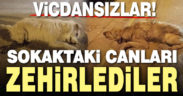 Honaz’da sokak köpekleri zehirlendi