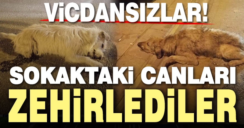 Honaz’da sokak köpekleri zehirlendi