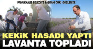 Pamukkale Belediye Başkanı Örki Gözler’de kekik hasadı yaptı, lavanta topladı