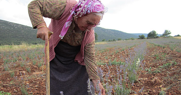 Tavas’ta lavanta tarlaları genişliyor