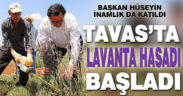 Tavas’ta lavanta hasadı başladı