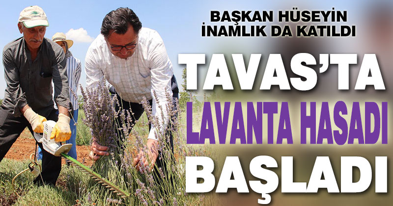 Tavas’ta lavanta hasadı başladı