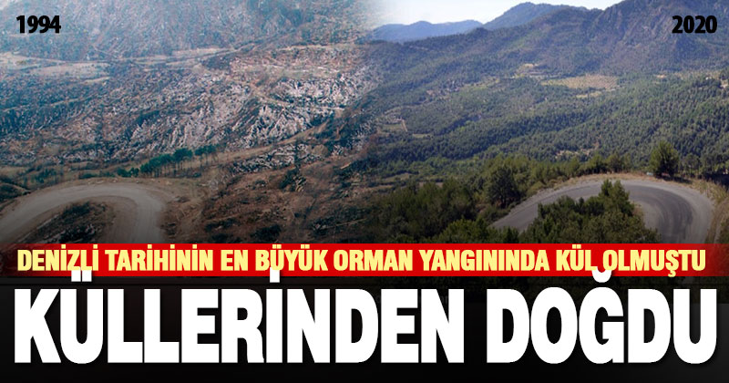 Denizli tarihinin en büyük orman yangınında kül olan orman 26 yıl sonra eski görkemine kavuşuyor