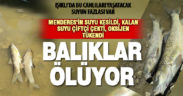 Menderes’teki su kıtlığı nedeniyle oksijensiz kalan balıklar ölüyor