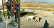 Korkuluğa sıkışan köpeği itfaiye kurtardı
