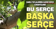 Çameli’de albino serçe görüntülendi