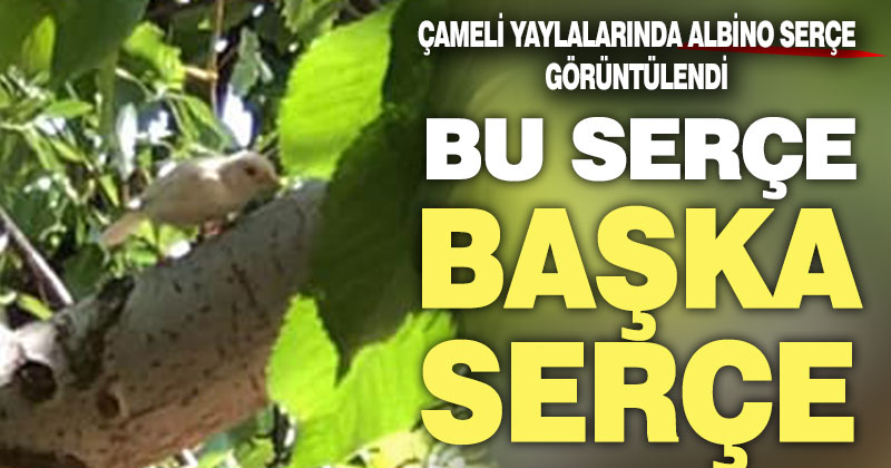 Çameli’de albino serçe görüntülendi