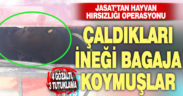 Çadıkları ineği, otomobil bagajında kaçıran 4 kişi yakalandı