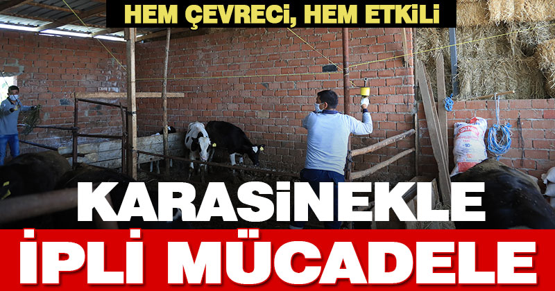 Pamukkale’de karasinekle ipli mücadele