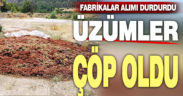 Fabrikalar alımı durdurdu, üzümler çöp oldu