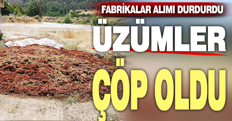 Fabrikalar alımı durdurdu, üzümler çöp oldu