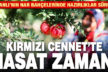 Nar bahçelerinde hasat zamanı