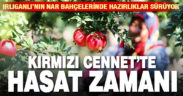 Nar bahçelerinde hasat zamanı