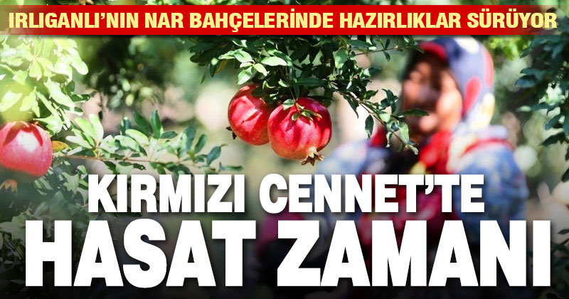Nar bahçelerinde hasat zamanı