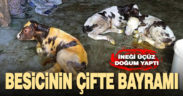Buldanlı besiciye üçüz buzağı sürprizi