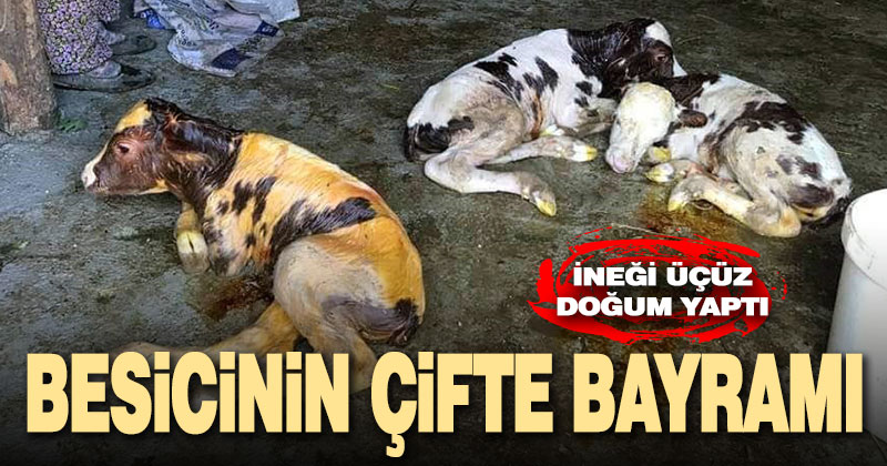 Buldanlı besiciye üçüz buzağı sürprizi