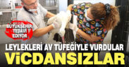 Vicdansızlar göçmen leylekleri av tüfeğiyle vurup ölüme terk etti