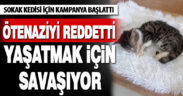 Hayvansever sokak kedisi için kampanya başlattı