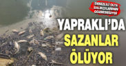 Denizlili olta balıkçılarının avlağı Yapraklı’da sazan ölümleri tedirgin ediyor