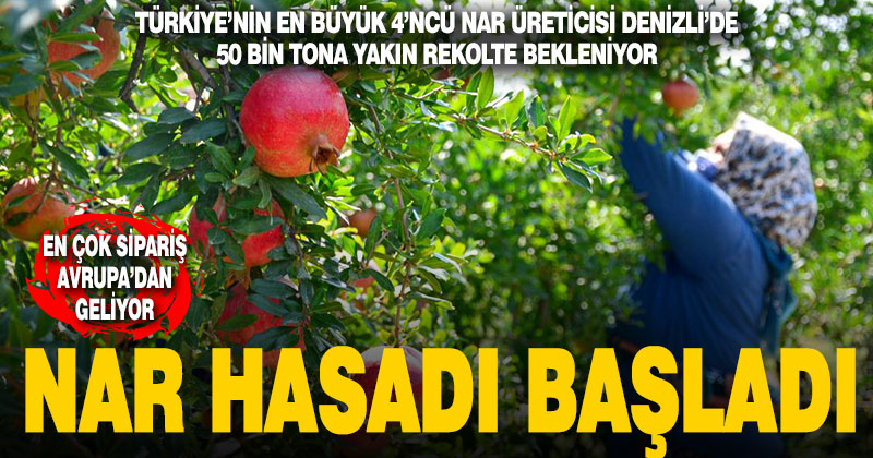 Türkiye’nin 4’ncü büyük üretici Denizli’de nar hasadı başladı