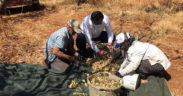 Tavas’ta badem hasadı başladı