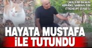 Çallı hayvan dostu, üç bacaklı kediye sahip çıktı