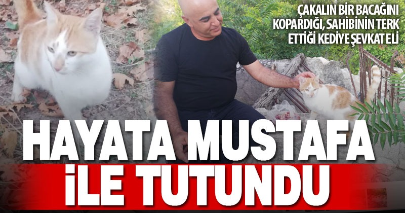 Çallı hayvan dostu, üç bacaklı kediye sahip çıktı