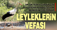 Leyleklerin dikkat çeken vefası