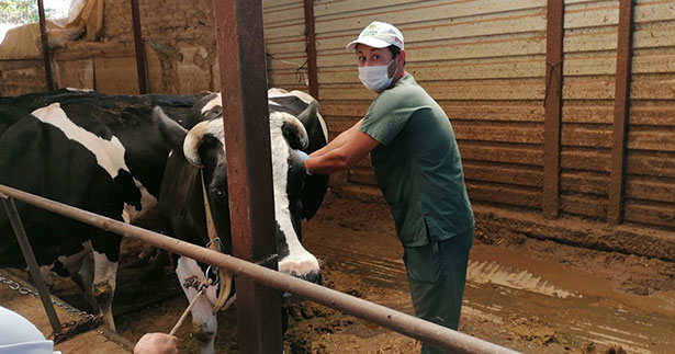 Büyükbaş hayvanlarda şap aşılaması başladı