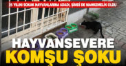 Sokak hayvanlarının gönüllü bakıcısına mahkeme şoku