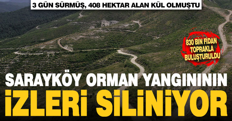 Sarayköy’de 408 hektar alanı etkileyen orman yangınının izleri siliniyor