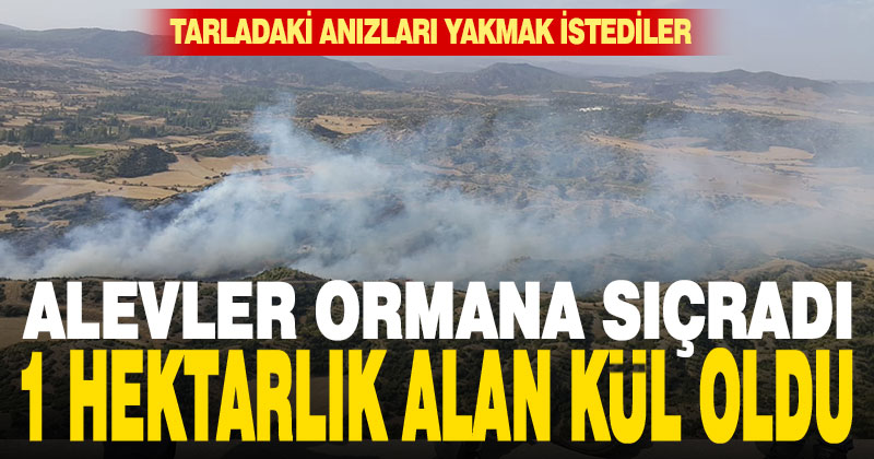 Bozkurt’ta yangın 1 hektar ormanı yaktı