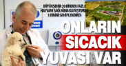 Büyükşehir 20 binden fazla sokak hayvanının bakımını yapıp, 3 binini sahiplendirdi