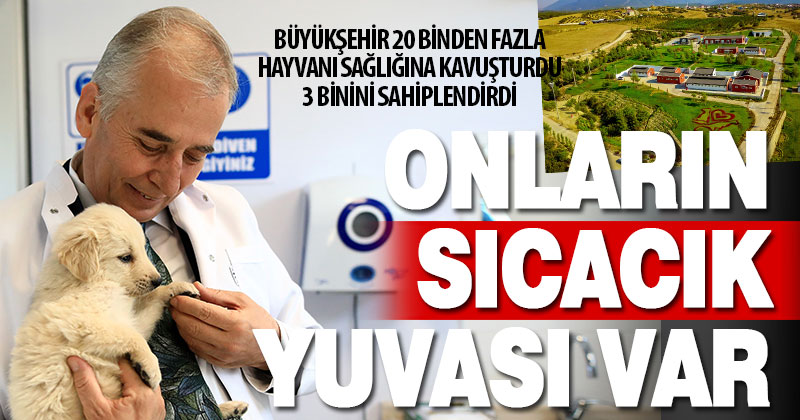 Büyükşehir 20 binden fazla sokak hayvanının bakımını yapıp, 3 binini sahiplendirdi