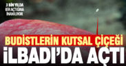 Budistlerin kutsal saydığı, 3 bin yılda bir açan çiçek Denizli’de görüldü