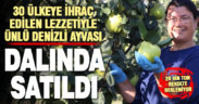 Lezzetiyle ünlü Denizli ayvası dalında satıldı