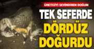 Sarayköy’de koyun tek batında 4 kuzu doğurdu