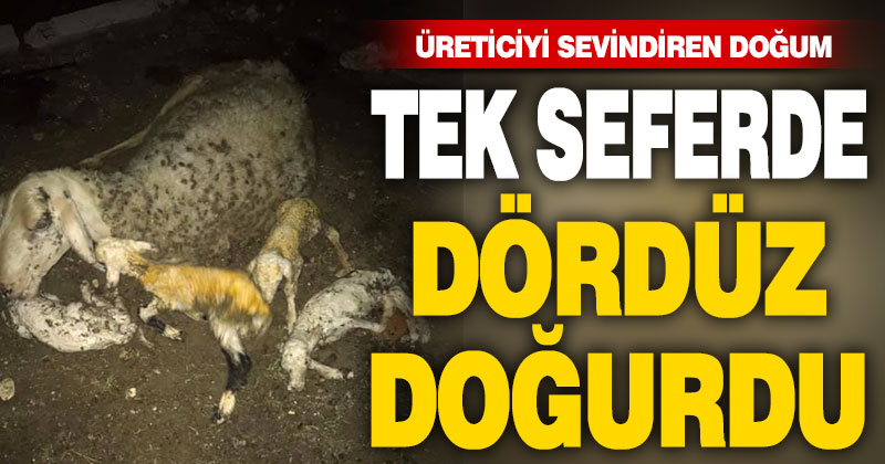 Sarayköy’de koyun tek batında 4 kuzu doğurdu