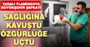 Yaralı flamingoya Büyükşehir şefkati