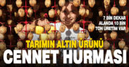 Tarımın altın ürünü: Cennet hurması