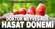 Hünnap hasadı başladı