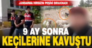 Jandarma, 9 ay önce çalınan keçileri sahibine teslim etti