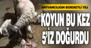 Hayvancılığın bereketli yılı. Koyun bu kez 5’iz doğurdu
