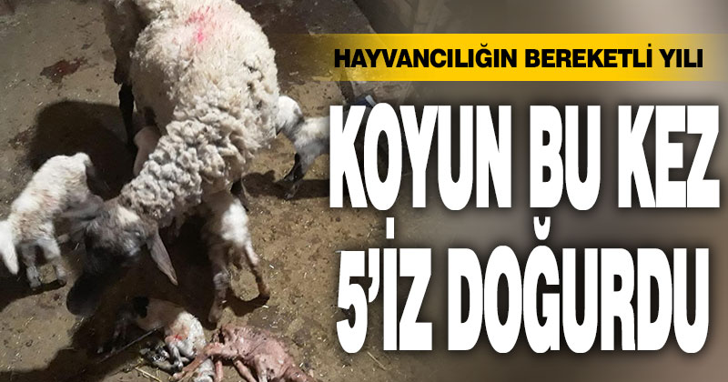 Hayvancılığın bereketli yılı. Koyun bu kez 5’iz doğurdu