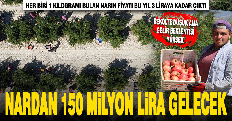 Denizli’de ihracatlık nar hasadı başladı