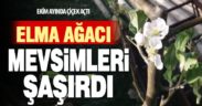 Sıcak giden sonbahar bitkileri şaşırttı