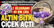 Mucize bitki safran çiçek açtı