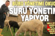 Büro yönetimi bölümünü bitirince işsiz kalan genç çobanlığa başladı